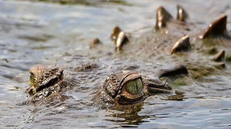 American Crocodile (Crocodylus acutus), Tárcoles River, Tárcoles, Costa Rica